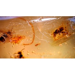 young amber inclusions including mini bees
