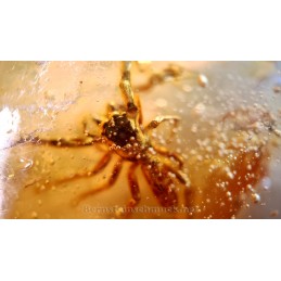 young amber inclusions inclusions spider