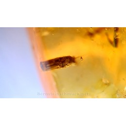 young amber inclusions inclusions spider termite mini bees