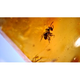 young amber inclusions inclusions mini bees