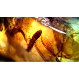 young amber inclusions including termites insect wings