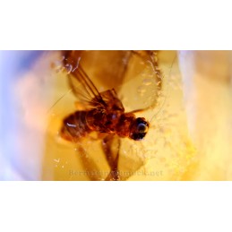 junger Bernstein Einschlüsse Inklusen Termiten Insekten-Flügel