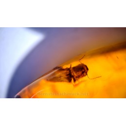 Amber with inclusions: beetle