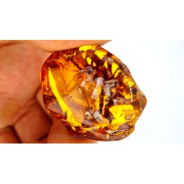 Amber with occlusal: branches in amber